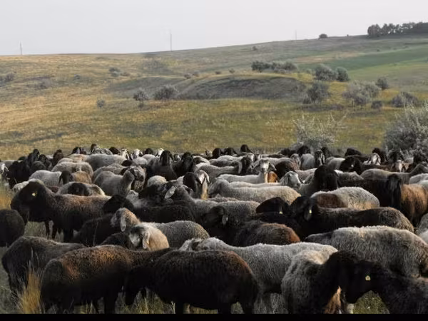 Sheep, Sheep