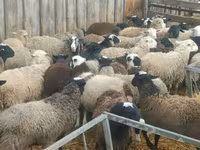 Ram, Baerchuke sheep — photo 5