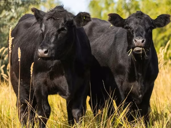 Vaca, Aberdeen-Angus