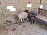 كبش, Arashan sheep — الصورة 6