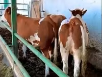بقرة, Simmental cattle — الصورة 1
