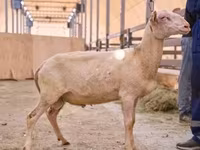 Widder, East Friesian Dairy sheep — Foto 1