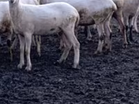 نعجة, Tsigai sheep — الصورة 5