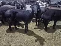 كبش, Hissar sheep — الصورة 6