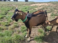 Ziege, Alpine goat — Foto 2