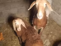 Schaf, Arashan sheep — Foto 1