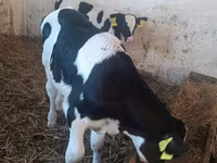 Toro, Ganado vacuno — foto 2