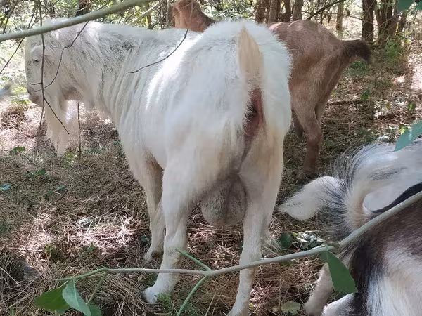 Cabro, LaMancha goats