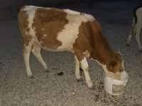 Toro, Swiss cattle — foto 3