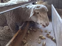 كبش, Baerchuke sheep — الصورة 4