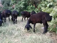 मेढ़ा, भेड़ — फ़ोटो 7