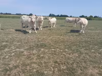 بقرة, Charolais cattle — الصورة 1
