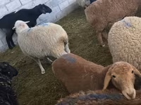 भेड़, भेड़ — फ़ोटो 5