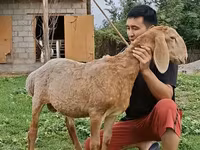 Widder, Arashan sheep — Foto 4