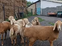 نعجة, Arashan sheep — الصورة 3