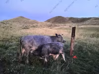 Vaca, Simmental cattle — foto 1