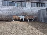 Carnero, Katum sheep — foto 3
