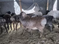 Carnero, Hissar sheep — foto 2