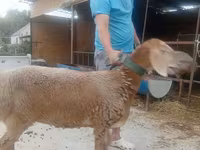 Oveja, Arashan sheep — foto 3