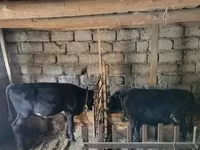 सांड, मवेशी — फ़ोटो 1