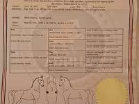 Yegua, Dutch warmblood horse — foto 2