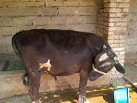 Toro, Ganado vacuno — foto 1