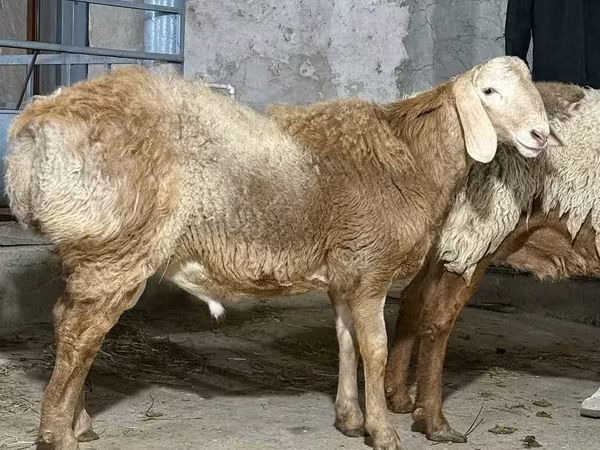 Баран, Бараны — Узбекистан