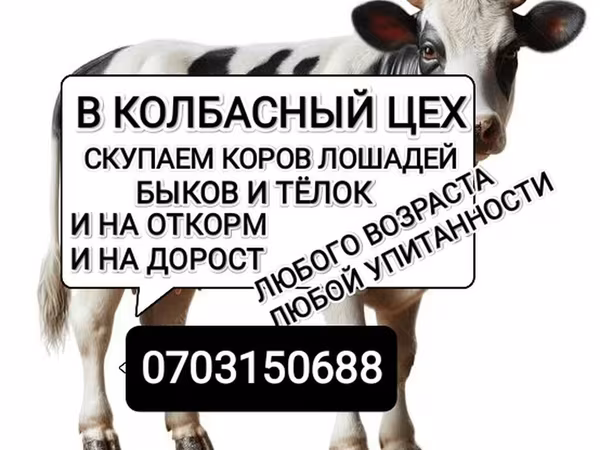 Бык, Коровы — Кыргызстан