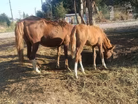 Yegua, Caballos — foto 3