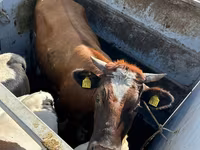 Bull, Holstein breed — photo 2