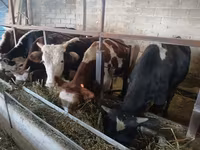 Toro, Ganado vacuno — foto 4