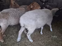نعجة, الأغنام — الصورة 2
