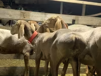 Schaf, Arashan sheep — Foto 8