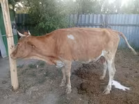 Vaca, Ganado vacuno — foto 4