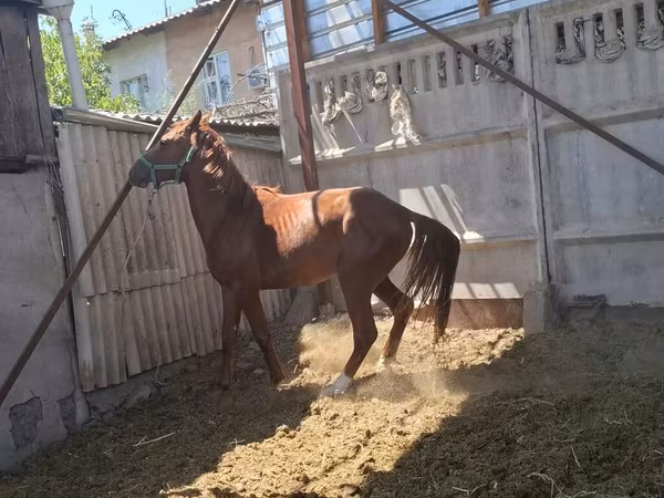 Конь, Арабская чистокровная