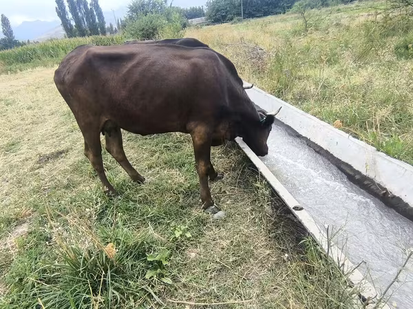 Vaca, Ganado vacuno — Kirguistán