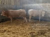 Toro, Blonde d’Aquitane cattle — foto 3