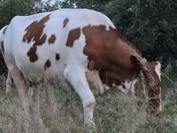 Kuh, Simmental cattle — Foto 5