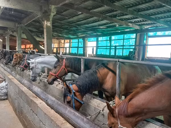 Yegua, Caballos