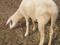Oveja, Merino sheep — foto 1
