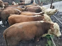 Bull, Kazakh White-headed cow — photo 1