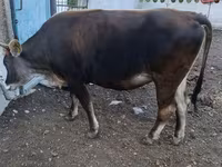 Toro, Raza Alatau — foto 4