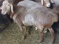 Ram, Arashan sheep — photo 3