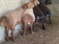 Баран, Арашан — фото 3