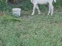 公山羊, Saanen goat — 照片 5