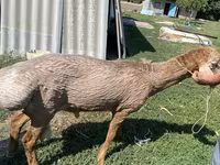 Carnero, Edilbay sheep — foto 4