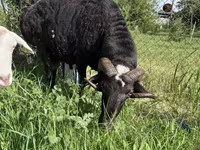 Ziegenbock, Ziegen — Foto 1