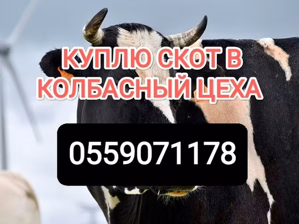 Бык, Коровы