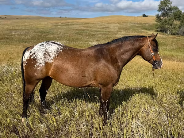 Horse (M), Horses of Sable Island
