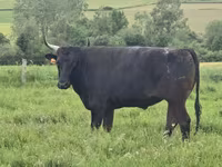Kuh, Wagyu — Foto 5